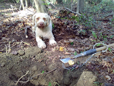 Lagotto Romagnolo